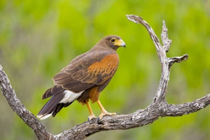 Picture of TX, MISSION HARRIS HAWK ON BRANCH