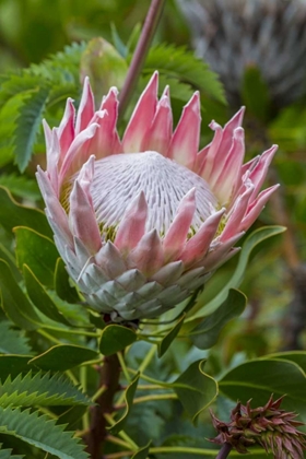 Picture of SOUTH CAPE TOWN KING PROTEA FLOWER