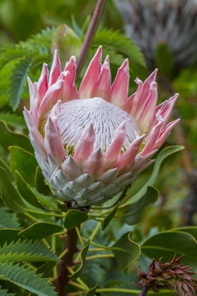Picture of SOUTH CAPE TOWN KING PROTEA FLOWER