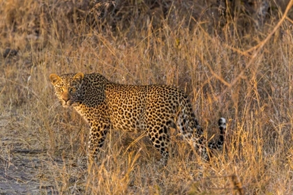 Picture of SOUTH AFRICA, WARY LEOPARD IN GRASS