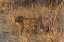 Picture of SOUTH AFRICA, WARY LEOPARD IN GRASS