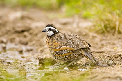 Picture of TX, MISSION, MALE NORTHERN BOBWHITE