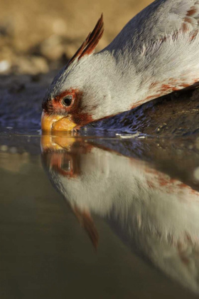 Picture of TEXAS MALE PYRRHULOXIS BIRD DRINKING
