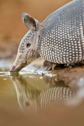 Picture of TEXAS NINE-BANDED ARMADILLO DRINKING