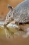 Picture of TEXAS NINE-BANDED ARMADILLO DRINKING