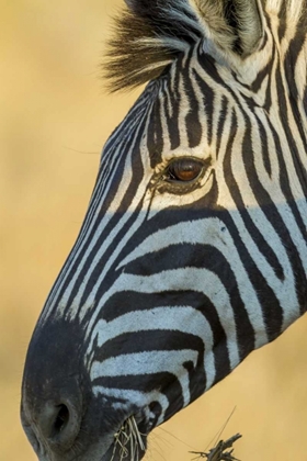 Picture of AFRICA, SOUTH AFRICA PROFILE OF ZEBRA