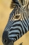 Picture of AFRICA, SOUTH AFRICA PROFILE OF ZEBRA