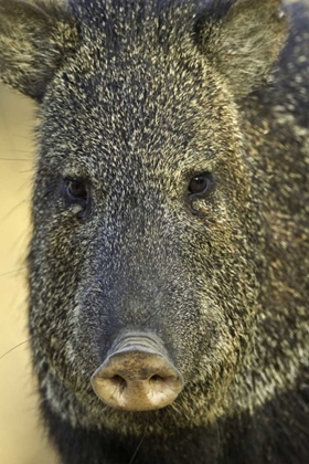 Picture of TEXAS FRONTAL VIEW OF COLLARD PECCARY