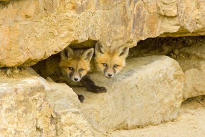 Picture of CO, BRECKENRIDGE CURIOUS RED FOX KITS