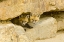 Picture of CO, BRECKENRIDGE CURIOUS RED FOX KITS