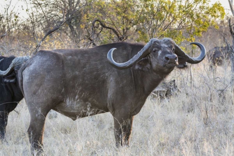 Picture of SOUTH AFRICA, SIDE VIEW OF CAPE BUFFALO