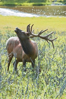 Picture of CO, ROCKY MTS, MORAINE VALLEY BULL ELK
