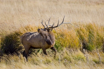 Picture of CO, ROCKY MTS, MORAINE VALLEY BULL ELK