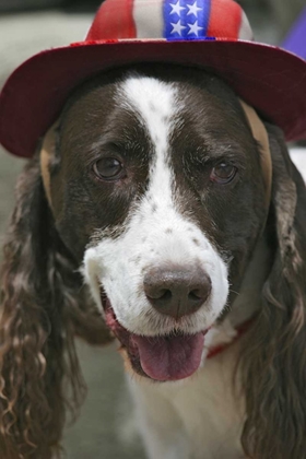 Picture of CO, FRISCO DOG IN A JULY FOURTH PARADE