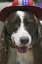 Picture of CO, FRISCO DOG IN A JULY FOURTH PARADE