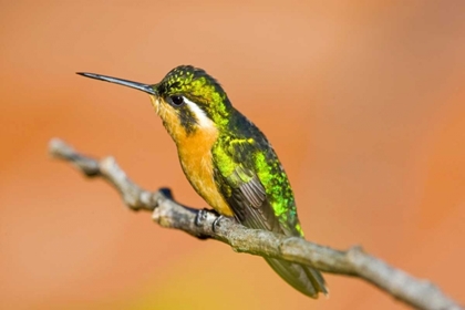 Picture of COSTA RICA WHITE-THROATED MOUNTAIN-GEM