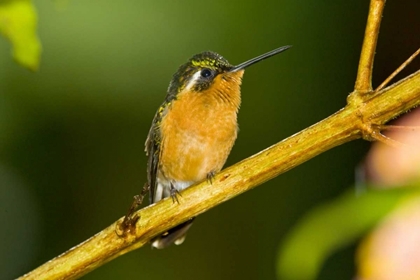 Picture of COSTA RICA WHITE-THROATED MOUNTAIN-GEM