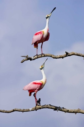 Picture of TX, HIGH ISLAND, ROSEATE SPOONBILL PAIR