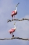 Picture of TX, HIGH ISLAND, ROSEATE SPOONBILL PAIR