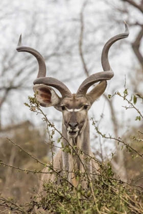 Picture of AFRICA, SOUTH AFRICA ADULT GREATER KUDU