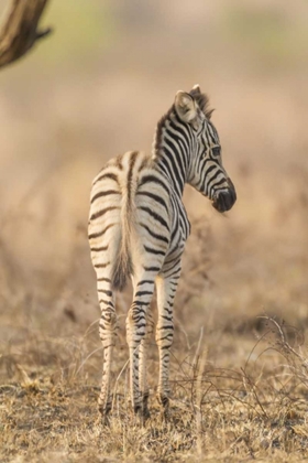 Picture of AFRICA, SOUTH AFRICA REAR OF BABY ZEBRA