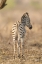 Picture of AFRICA, SOUTH AFRICA REAR OF BABY ZEBRA