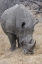 Picture of AFRICA, SOUTH AFRICA RHINOCEROS GRAZING