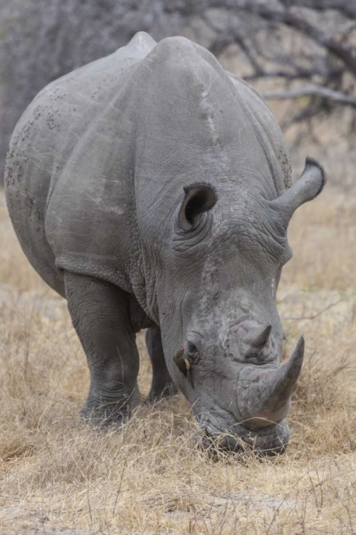 Picture of AFRICA, SOUTH AFRICA RHINOCEROS GRAZING