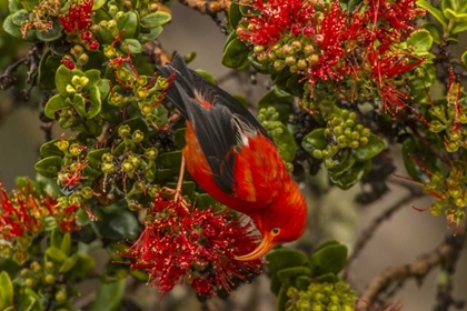 Picture of HI, HAKALAU FOREST NWR IIWI BIRD FEEDING ON OHIA