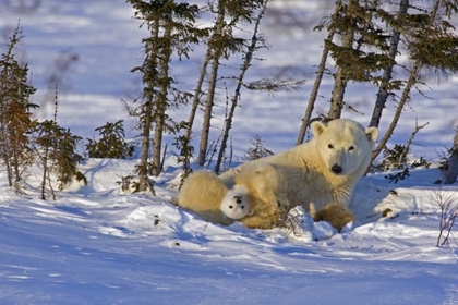 Picture of CANADA, WAPUSK NP POLAR BEAR CUB WITH ITS MOTHER