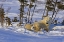 Picture of CANADA, WAPUSK NP POLAR BEAR CUB WITH ITS MOTHER
