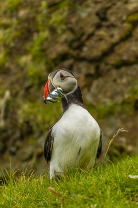 Picture of SCOTLAND, SHETLAND ISL ATLANTIC PUFFIN WITH FISH