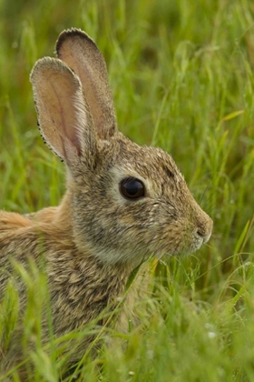 Picture of CO, ROCKY MOUNTAIN PORTRAIT OF COTTONTAIL RABBIT