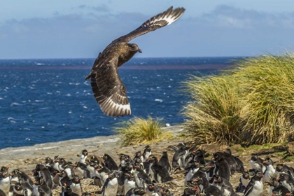 Picture of BLEAKER ISLAND FALKLAND SKUA OVER PENGUIN COLONY