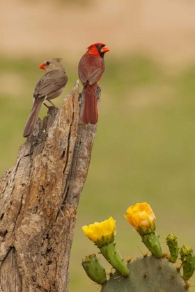 Picture of TX, HIDALGO CO, CARDINAL PAIR ON STUMP BY CACTUS