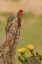 Picture of TX, HIDALGO CO, CARDINAL PAIR ON STUMP BY CACTUS