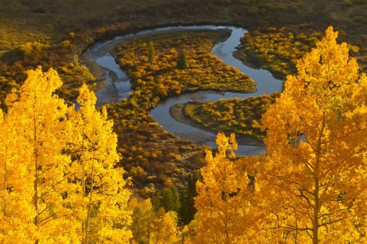 Picture of CO, ROCKY MTS, GUNNISON NF AUTUMN-COLORED ASPENS