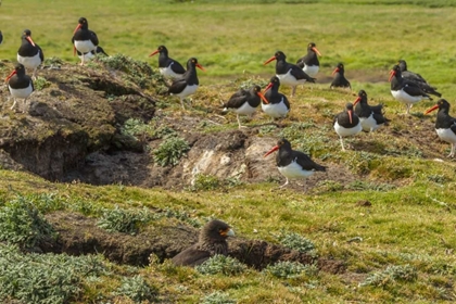 Picture of CARCASS ISLAND MAGELLANIC OYSTERCATCHERS ON EDGE