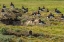 Picture of CARCASS ISLAND MAGELLANIC OYSTERCATCHERS ON EDGE