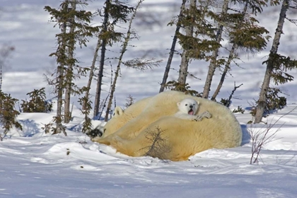 Picture of CANADA, MANITOBA, WAPUSK NP POLAR BEAR CUB YAWNS