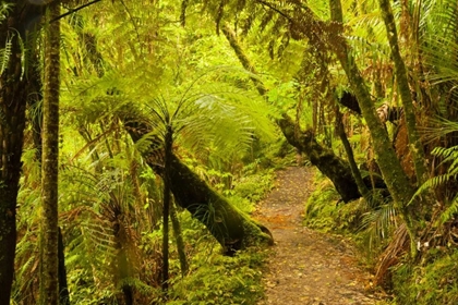 Picture of NEW ZEALAND, NORTH ISLAND TRAIL THROUGH A FOREST