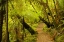 Picture of NEW ZEALAND, NORTH ISLAND TRAIL THROUGH A FOREST