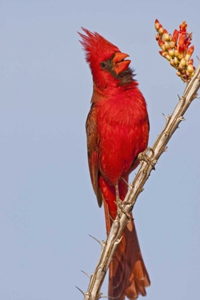 Picture of AZ, PIMA CO, NORTHERN CARDINAL SINGING ON CACTUS