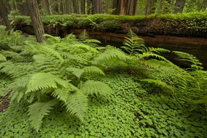 Picture of CA, FERNS AND SORREL IN HUMBOLDT  REDWOODS FOREST