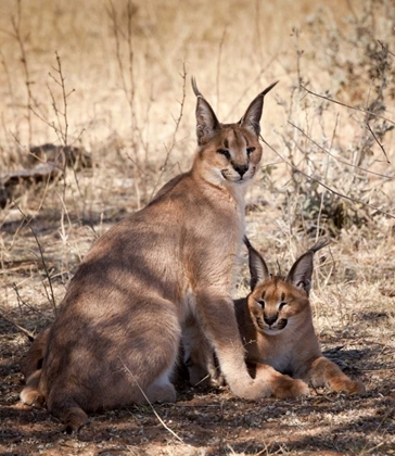 Picture of NAMIBIA, HARNAS CARACAL PAIR