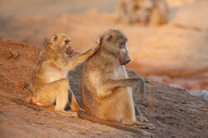 Picture of BOTSWANA TWO GROOMING BABOONS