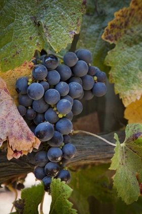 Picture of CHILE, PURPLE GRAPES ON THE VINE