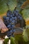 Picture of CHILE, PURPLE GRAPES ON THE VINE