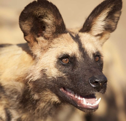 Picture of NAMIBIA, HARNAS AFRICAN WILD DOG