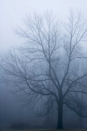 Picture of USA, INDIANA SKELETON TREE IN FOG